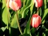 img_4918-edit-ac5-800x600