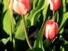 img_4918-edit-ac5-800x600